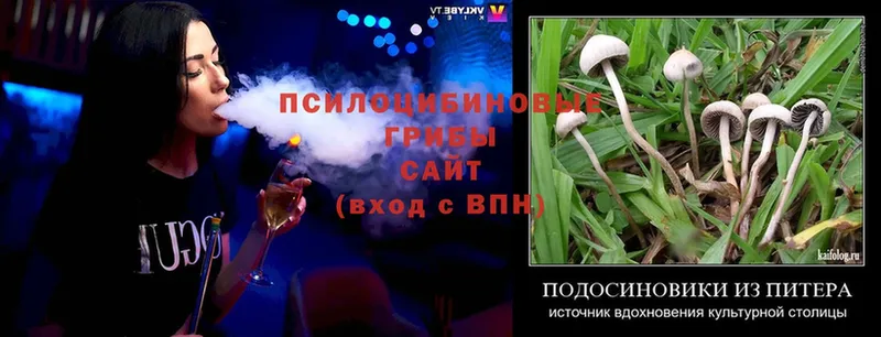 Псилоцибиновые грибы Cubensis Тосно