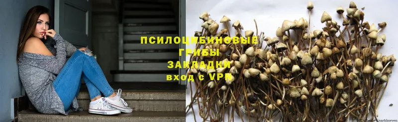 даркнет состав  Тосно  Псилоцибиновые грибы Psilocybe 